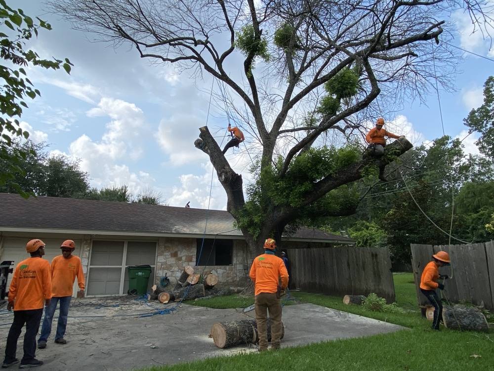 How Cedar Park Tree Service Improves Property Value and Safety