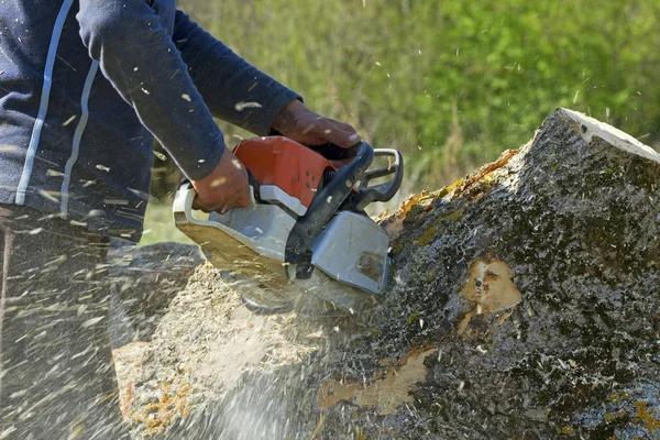 Top Signs Your Tree Needs Immediate Attention