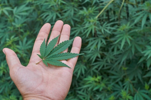 THCA Flower and THC Disposable Vapes What Users Need to Know